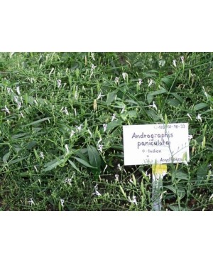 Ephedra sinica 